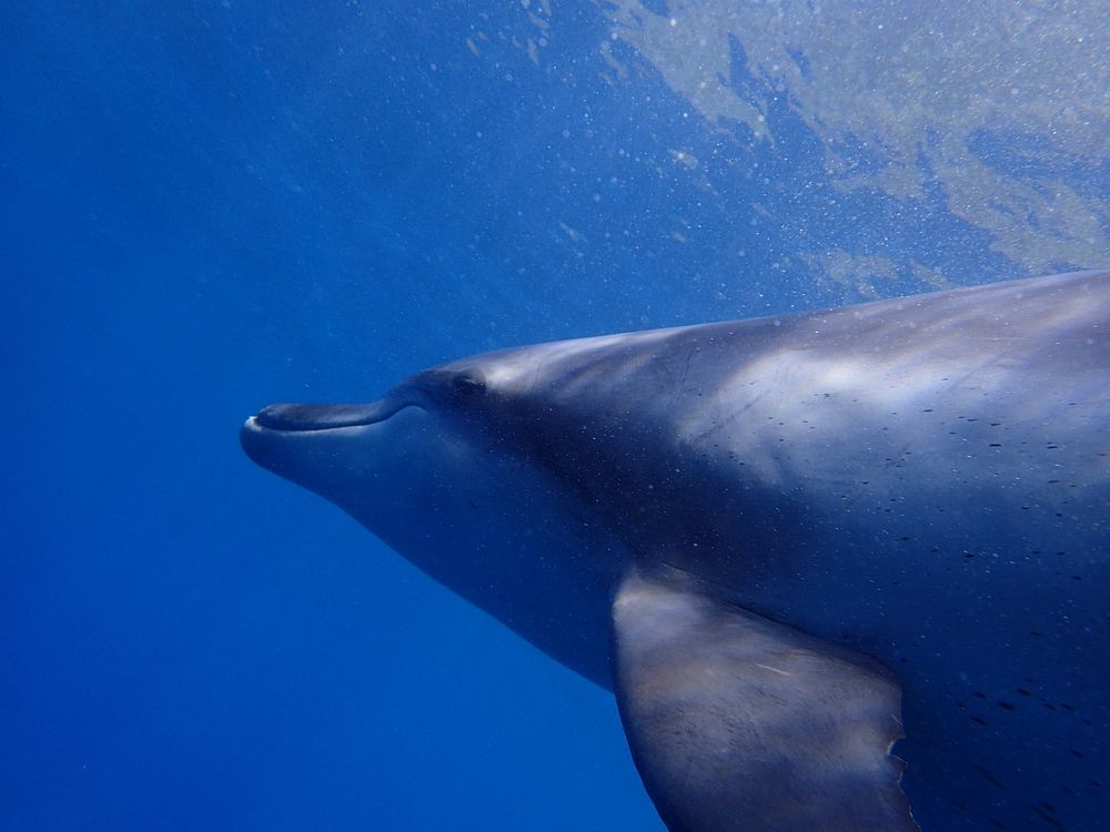 Dolphin