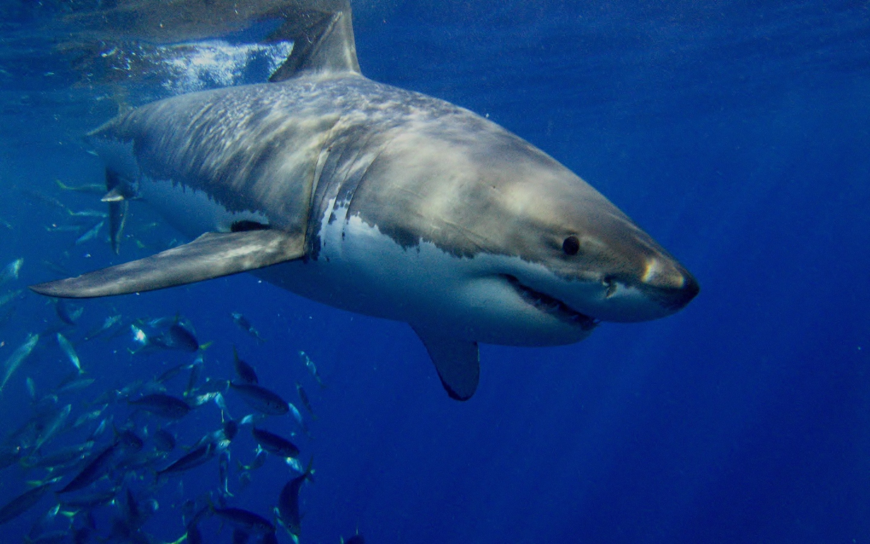 Shark
