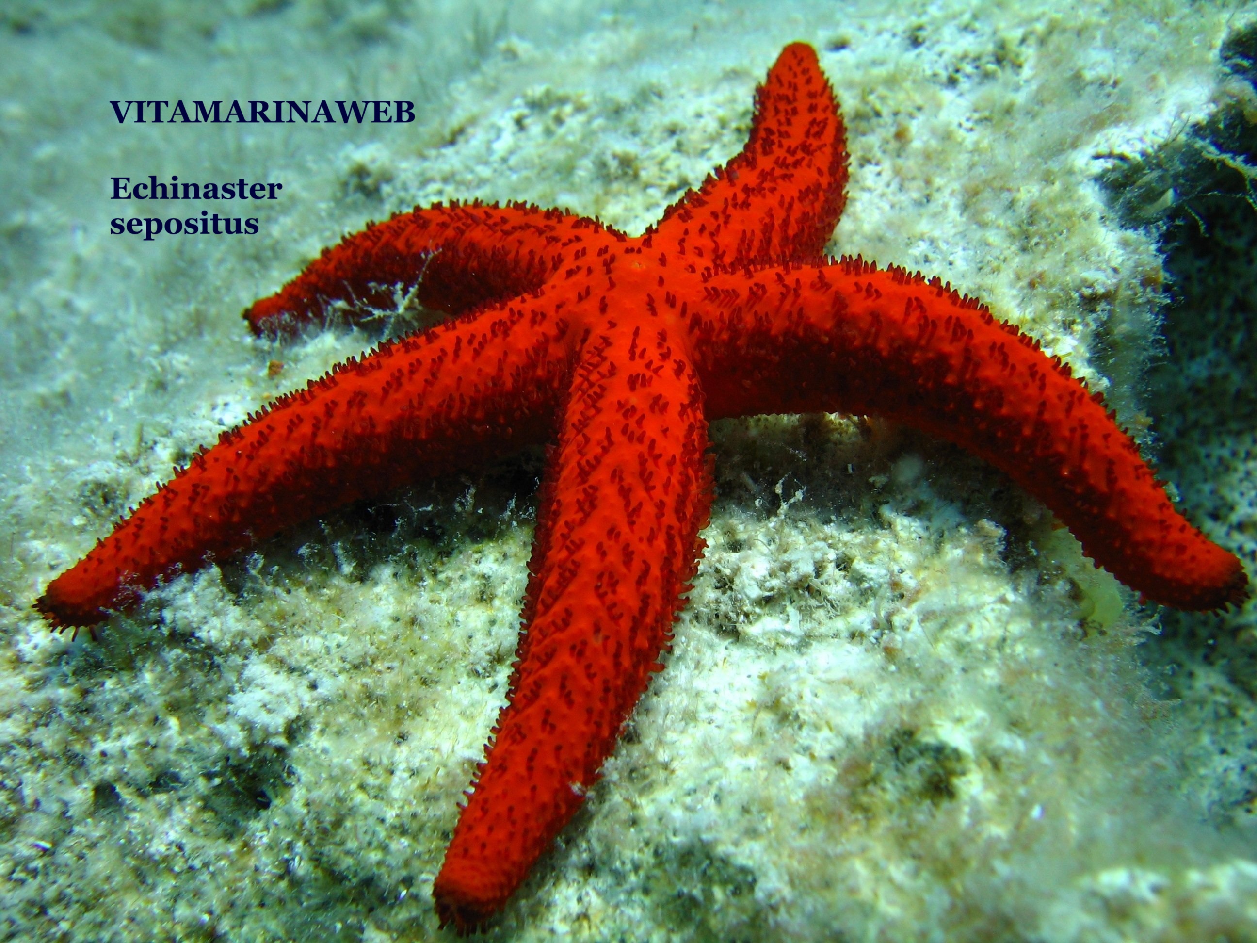  Echinaster sepositus — stella rossa del Mediterraneo